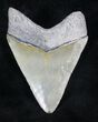 Serrated, Bone Valley Megalodon Tooth #20674-2